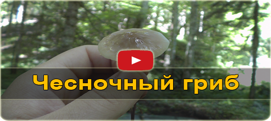 Чесночный гриб - лесной заменитель чеснока (чесночник)